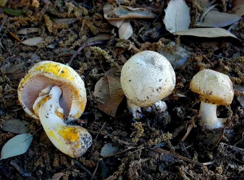 Agaricus nel parco
